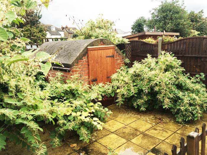 A garden shed surrounded by Japanese knotweed