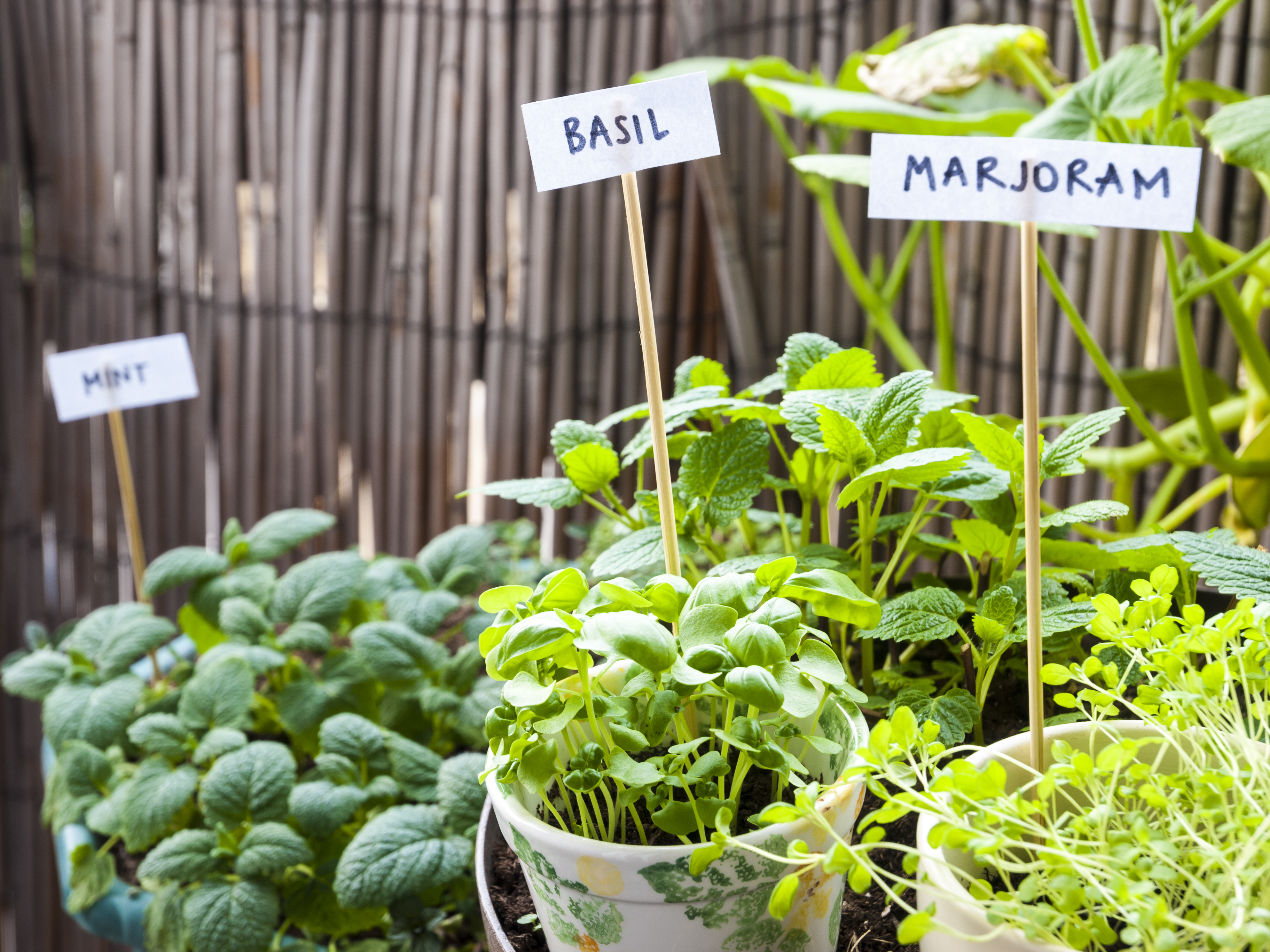 Basil, marjoram, balm-mint, and mint in flower pots in balcony. Organic, pesticide free gardening.