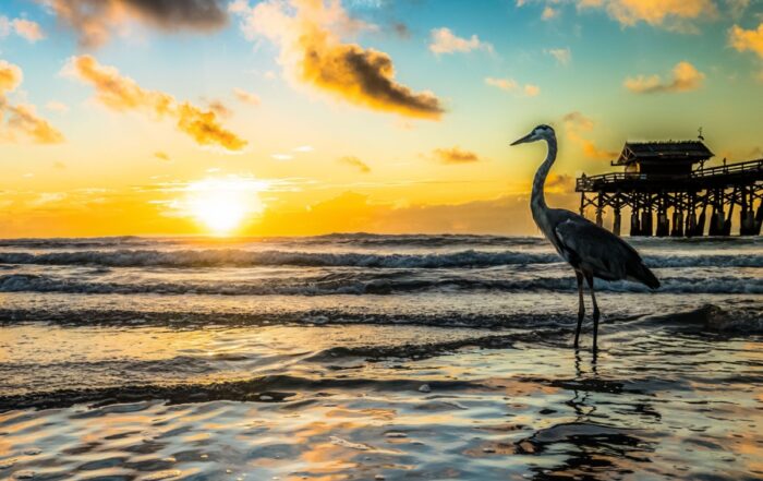 Exotic Bird Standing at The Cocoa Beach Pier along Florida's East Coast.